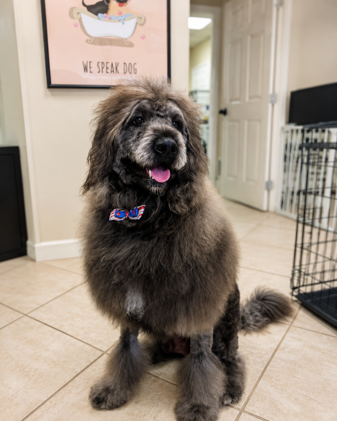 shampooch-happy-customer-dog-puppy-florida-dog-salon-groomer-pet-3
