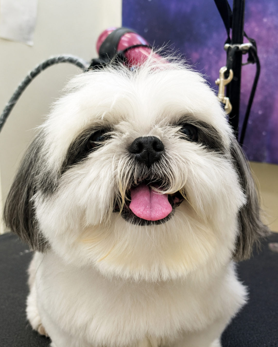 shampooch-happy-customer-dog-puppy-florida-dog-salon-groomer-pet-5
